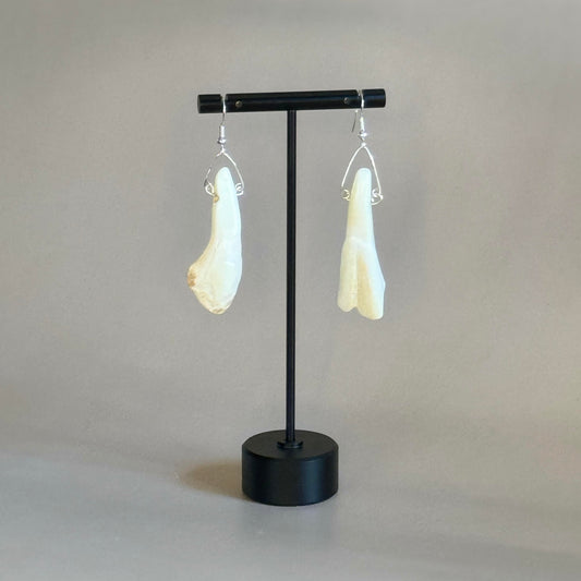 Bison Tooth Earrings